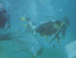 Dolphin Diving